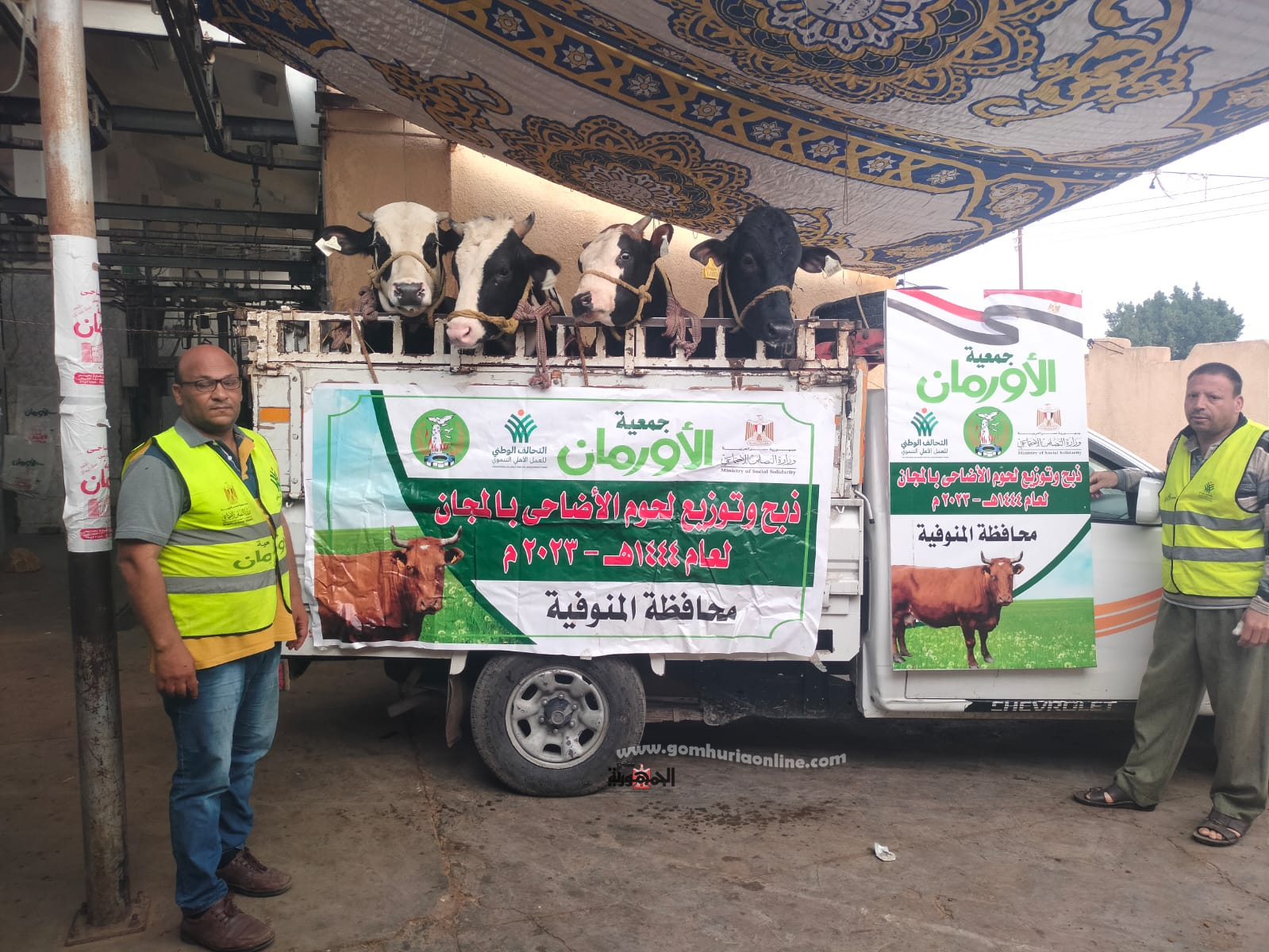 أبو ليمون:  ذبح (30) عجل أضاحي وتوزيعها على الأسر  المستحقة 