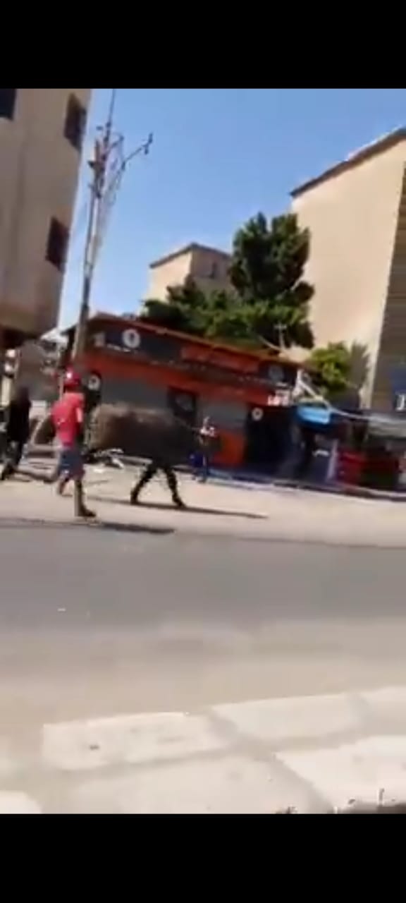 بالفيديو. هروب عجل أضحية هائج قبل ذبحه في الإسماعيلية