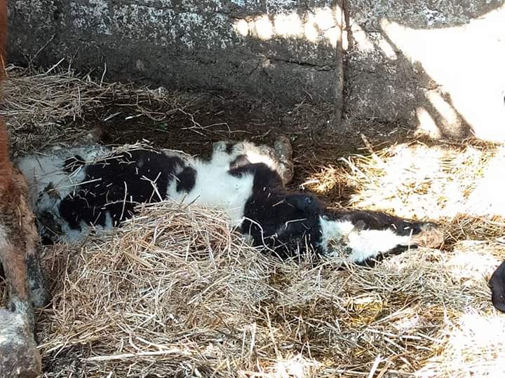 العجول نافقة