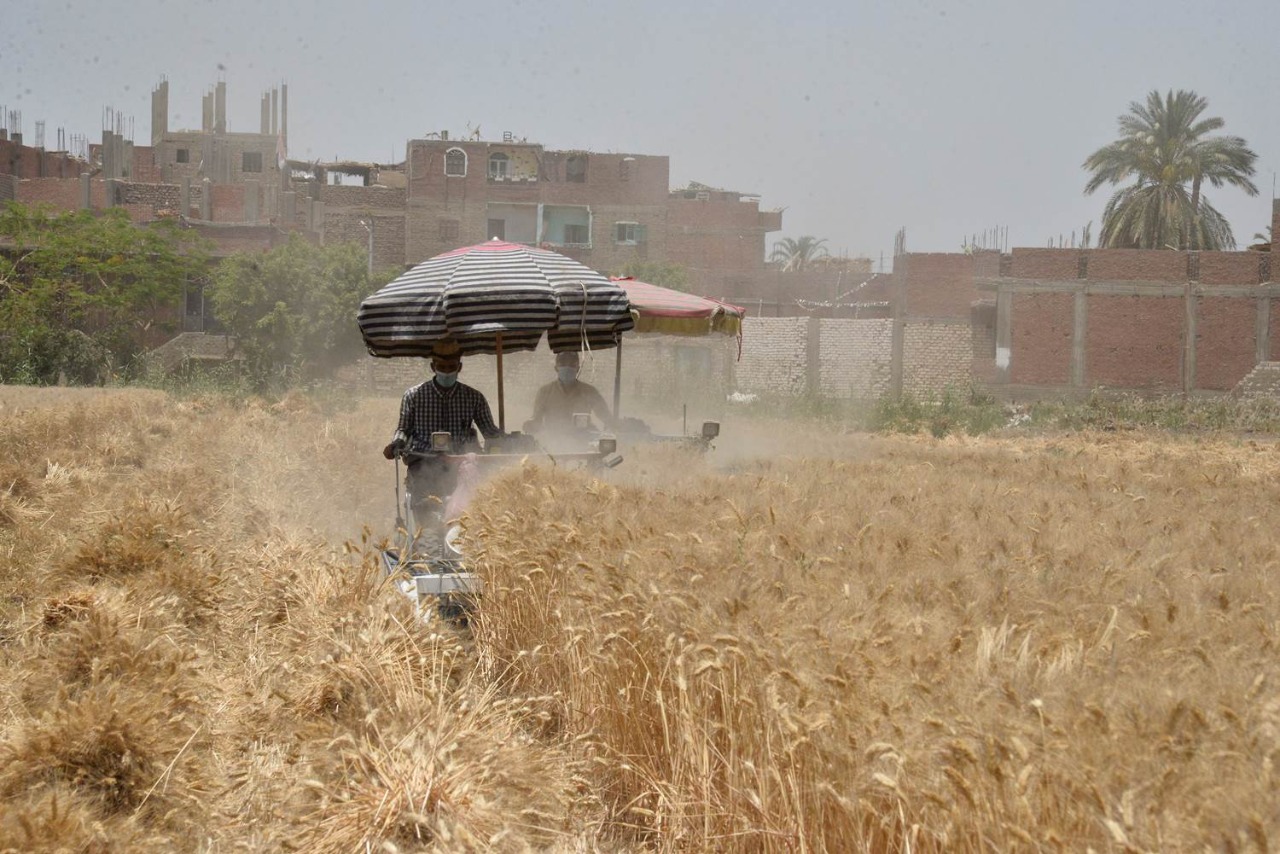 محافظ أسيوط يتفقد حصاد محصول القمح.. ويوجه بتحفيز المزارعين لتوريد المحصول للشون والصوامع