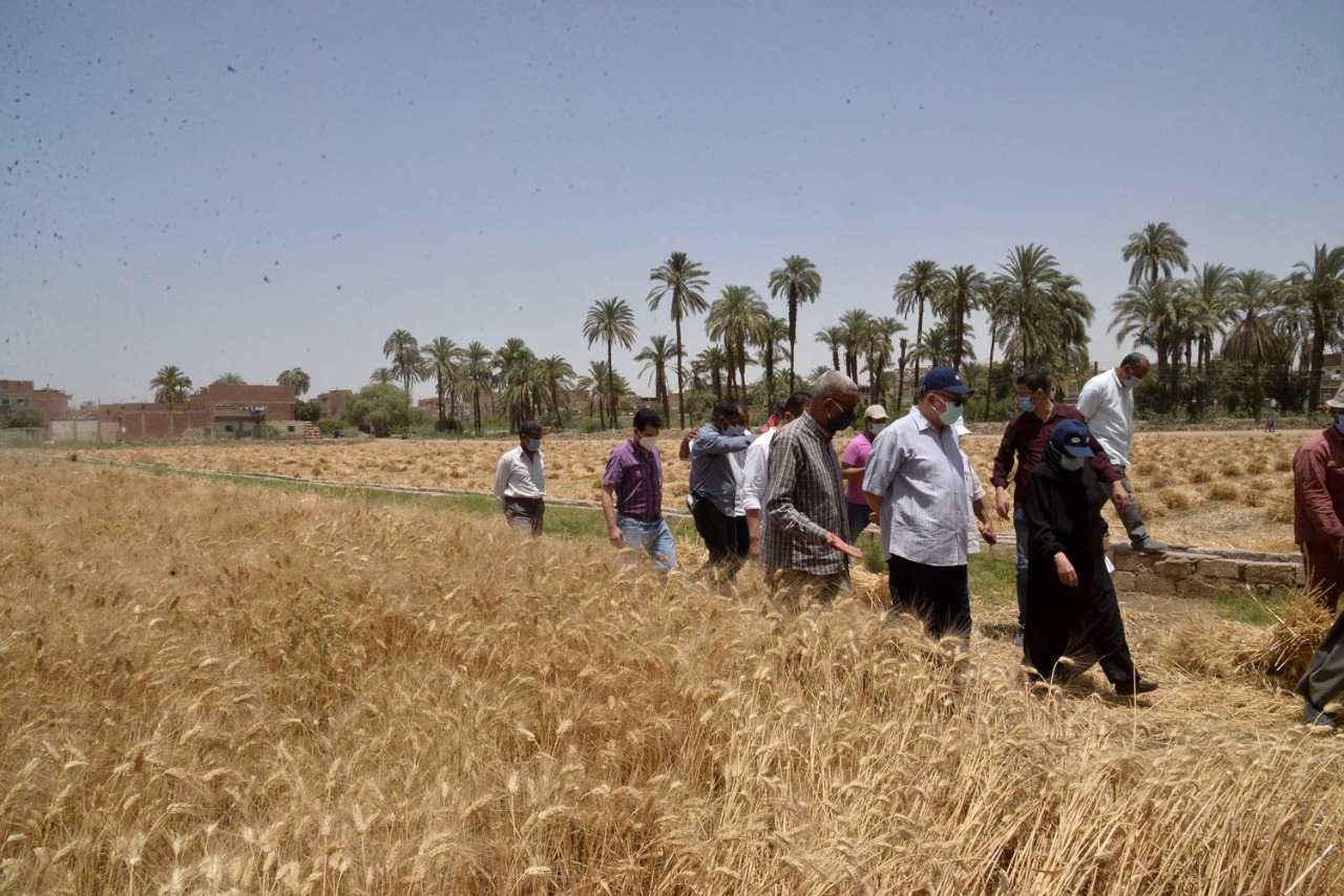 محافظ أسيوط يتفقد حصاد محصول القمح.. ويوجه بتحفيز المزارعين لتوريد المحصول للشون والصوامع