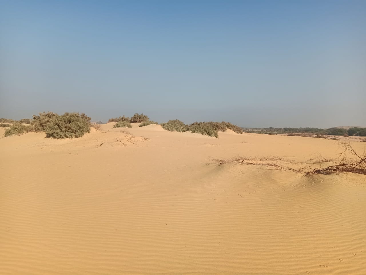 رغم المعوقات.. أصغر شاب بالواحات حول الكثبان الرملية لمزرعة نعام نموذجية