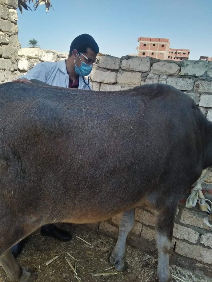 جامعة الزقازيق توجه قافلة بيطرية لقرية الطيبة بالشرقية  