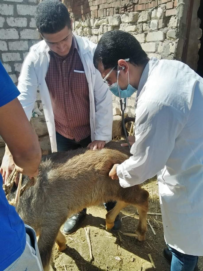 جامعة الزقازيق توجه قافلة بيطرية لقرية الطيبة بالشرقية  