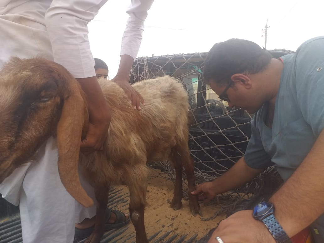الكشف على ٥٦٨٠ رأس غنم وماعز بقافلة بيطرية لقرى الضبعة