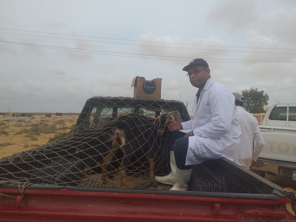 الكشف على ٥٦٨٠ رأس غنم وماعز بقافلة بيطرية لقرى الضبعة