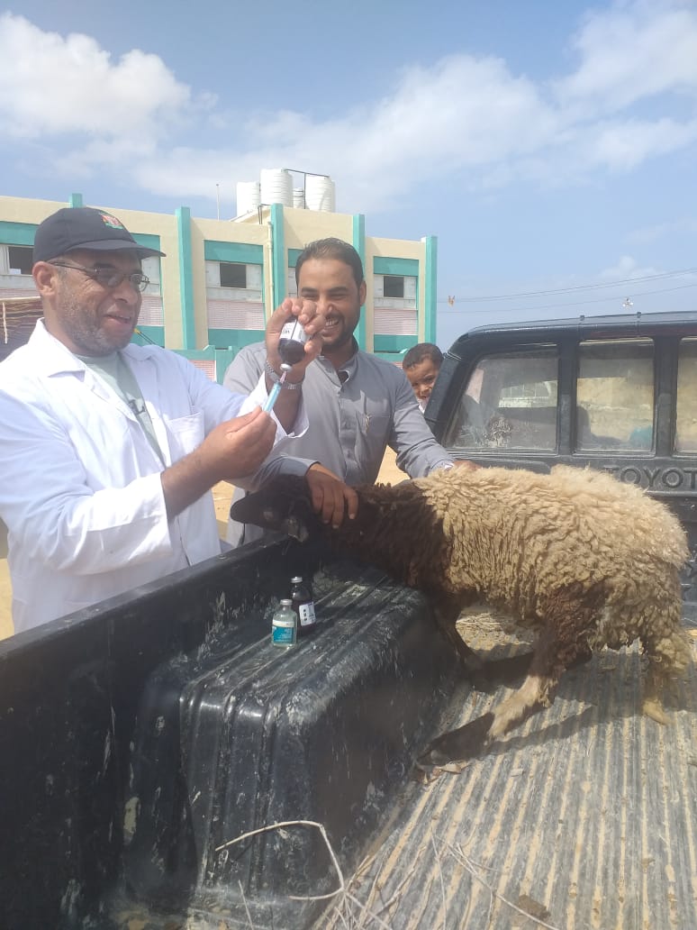 الكشف على ٥٦٨٠ رأس غنم وماعز بقافلة بيطرية لقرى الضبعة
