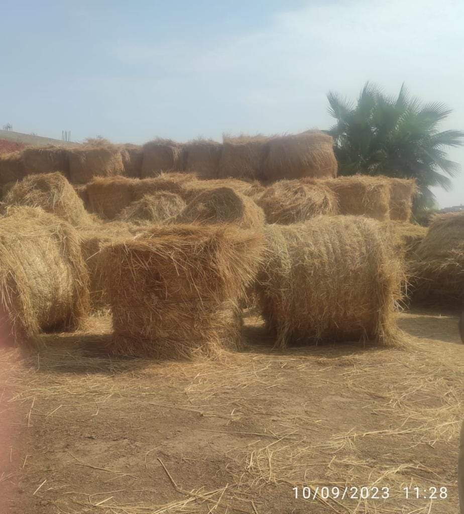 محافظ الشرقية: انتظام حصاد محصول الأرز بـ 154679 فدانا 