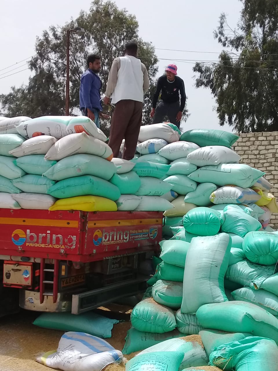  توريد 2 مليون و145 الف اردبا من القمح لصوامع وشون الشرقية