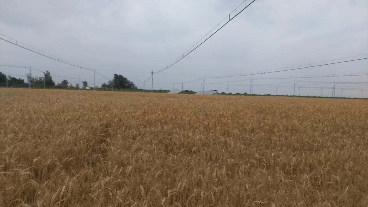 د. شكرية المراكشى: نجاح جديد لنظام الرى بالامطار الاصطناعيه بعد حصاد محصول الشعير