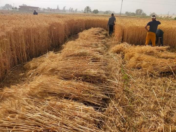 فرحة الحصاد..السنابل الذهبية  تتدفق على صوامع شرق الإسماعيلية ..صور