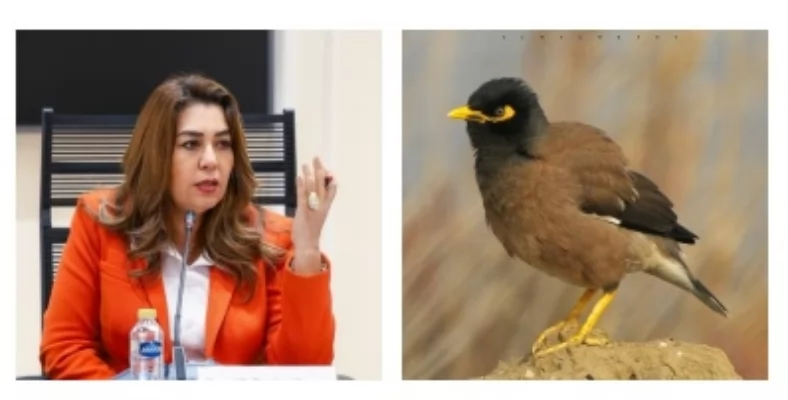 التنمية المحلية والبيئة تواصل رصد طائر المينا الهندي للحد من انتشاره