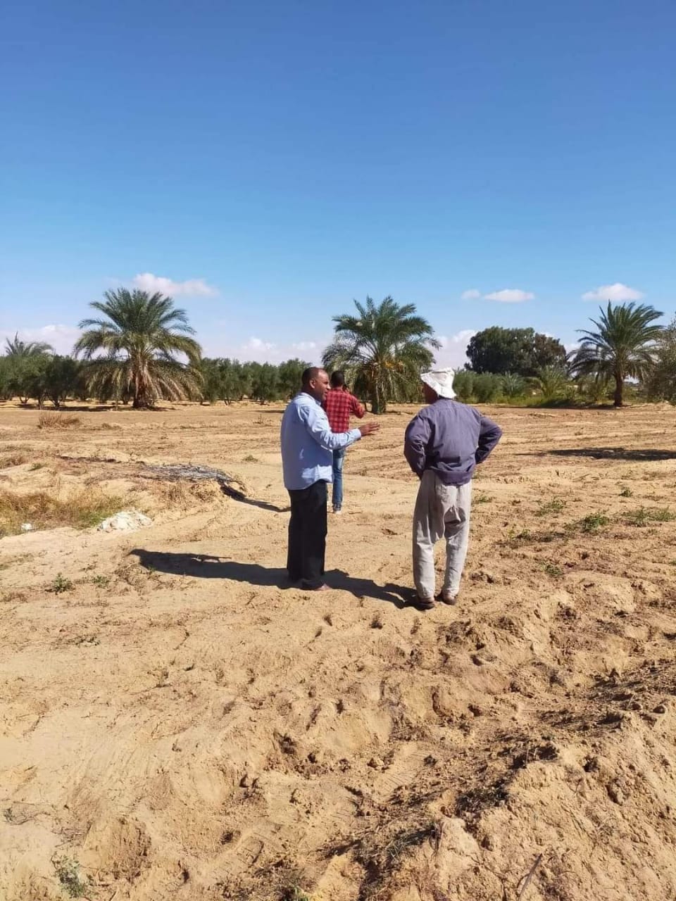 لأول مرة مطروح تدخل ضمن الحملة القومية لزراعة القمح