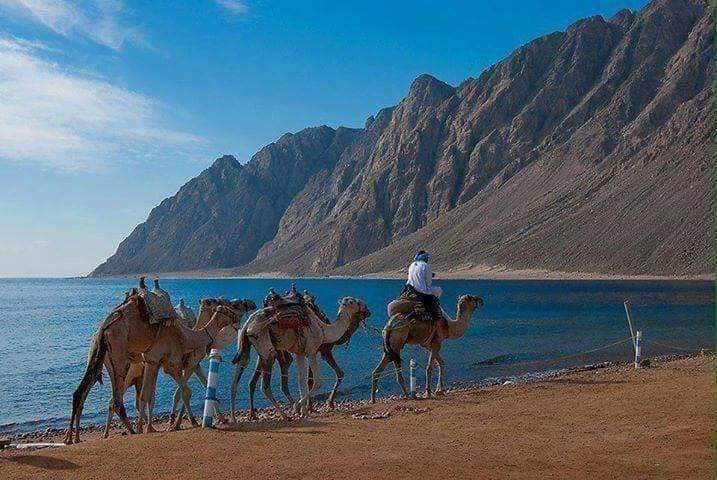 محمية أبو جالوم بجنوب سيناء  .. تعرف علي جمال الطبيعة