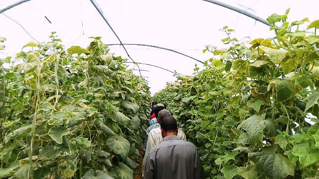 بشاير الخير بوادى الأمل ١٨صوبة للشباب تقضى على البطالة بالوادى الجديد.. بالصور