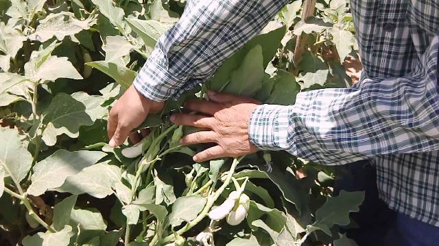 بشاير الخير بوادى الأمل ١٨صوبة للشباب تقضى على البطالة بالوادى الجديد.. بالصور