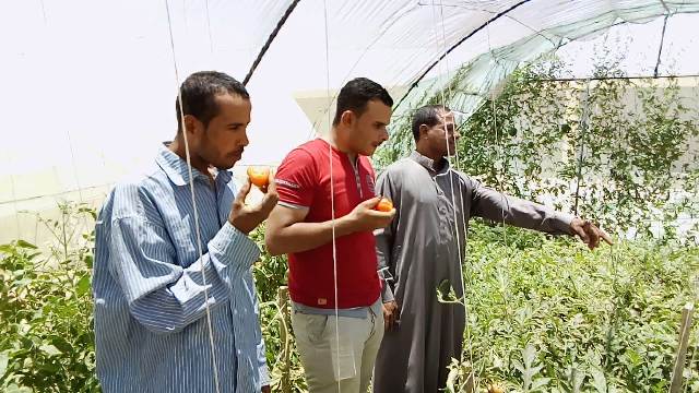 بشاير الخير بوادى الأمل ١٨صوبة للشباب تقضى على البطالة بالوادى الجديد.. بالصور