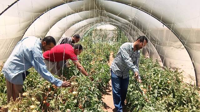 بشاير الخير بوادى الأمل ١٨صوبة للشباب تقضى على البطالة بالوادى الجديد.. بالصور