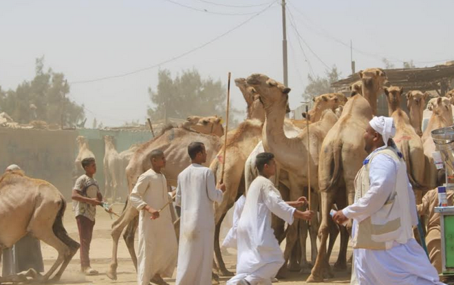 الزراعة نقطة بيطرية لمتابعة سوق الجمال في برقاش ..صور  