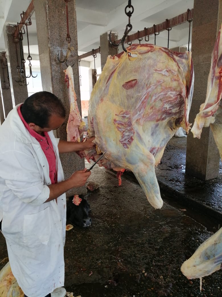 مجازر الزراعة تذبح ٣٨٢٤ اضحية في ثانى ايام العيد 