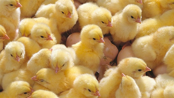 أسعار الكتاكيت اليوم الخميس 12 أغسطس  2021    