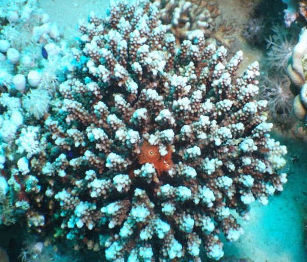 فى الذكرى 33 لعودة طابا.. خبير آثار يرصد 10 معلومات عن التحكيم والعودة والمقومات السياحية 