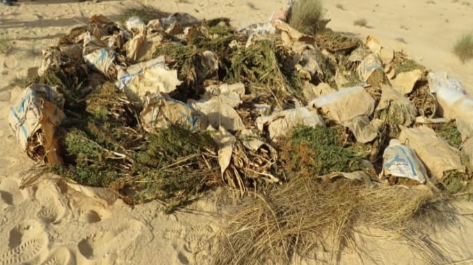 ضبط 4500 كيلو بانجو فى حملة مكبرة لمكافحة الزراعات المخدرة بالإسماعيلية