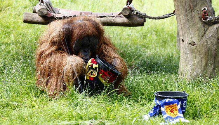 توقعات والتر لمباراة ألمانيا واسكتلندا فى يورو 2024 