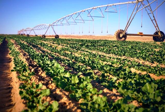 انطلاق المرحلة الأولى من خطة استصلاح 181 ألف فدانا فى المنيا.. بالصور