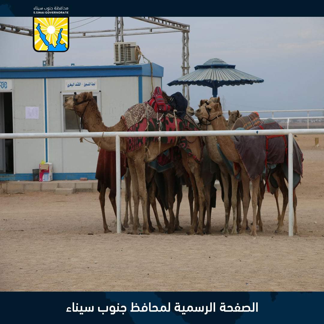 جنوب سيناء تحتفل بالذكرى الأولى لإفتتاح مضمار الهجن الدولى بمدينة شرم الشيخ