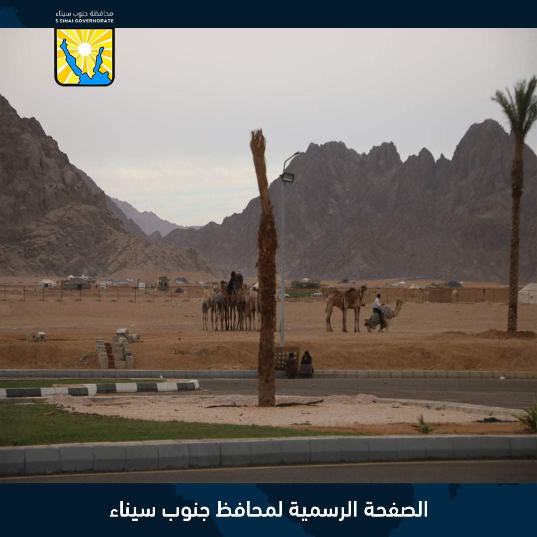 جنوب سيناء تحتفل بالذكرى الأولى لإفتتاح مضمار الهجن الدولى بمدينة شرم الشيخ