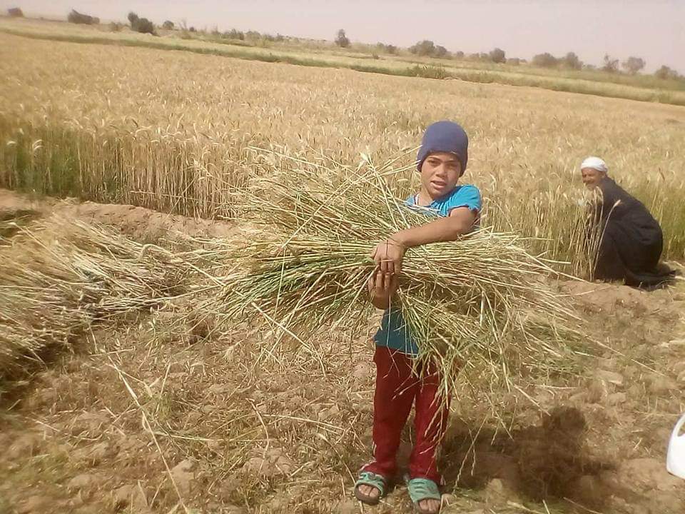 بدء حصاد محصول القمح بالوادى 