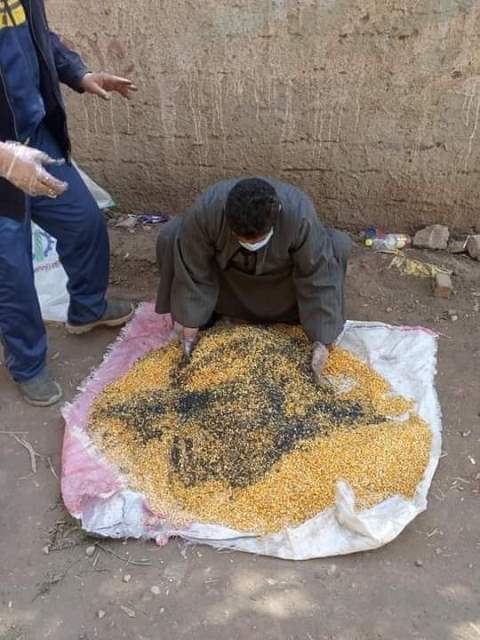 حملة لمكافحة القوارض للحفاظ علي القمح