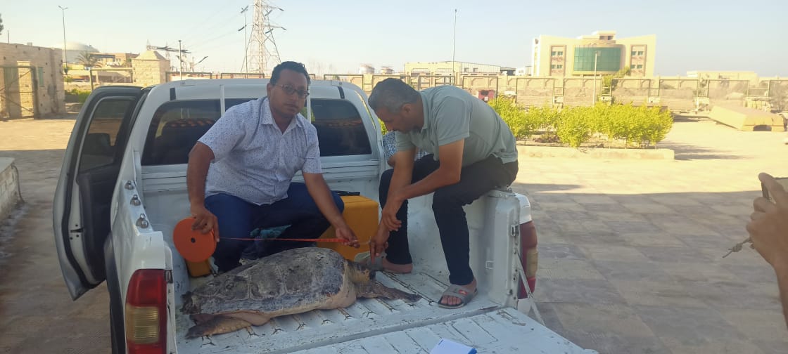 إعادة إطلاق سلحفاة المطرية لبيئتها الطبيعية بمحمية أشتوم الجميل