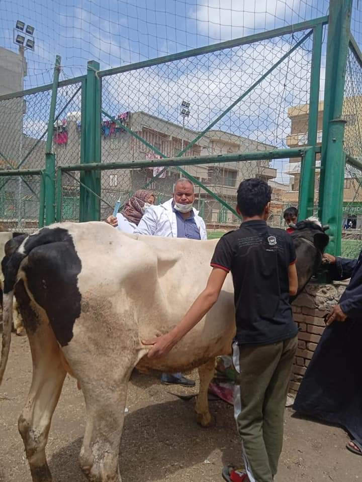نحصين الماشية