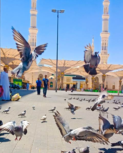 السياحة : عودة 11 ألف  و435 حاجا لمصر من المدينة المنورة.. غدا