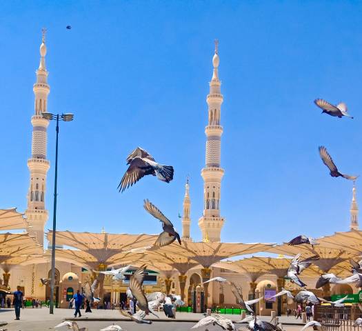 السياحة : عودة 11 ألف  و435 حاجا لمصر من المدينة المنورة.. غدا