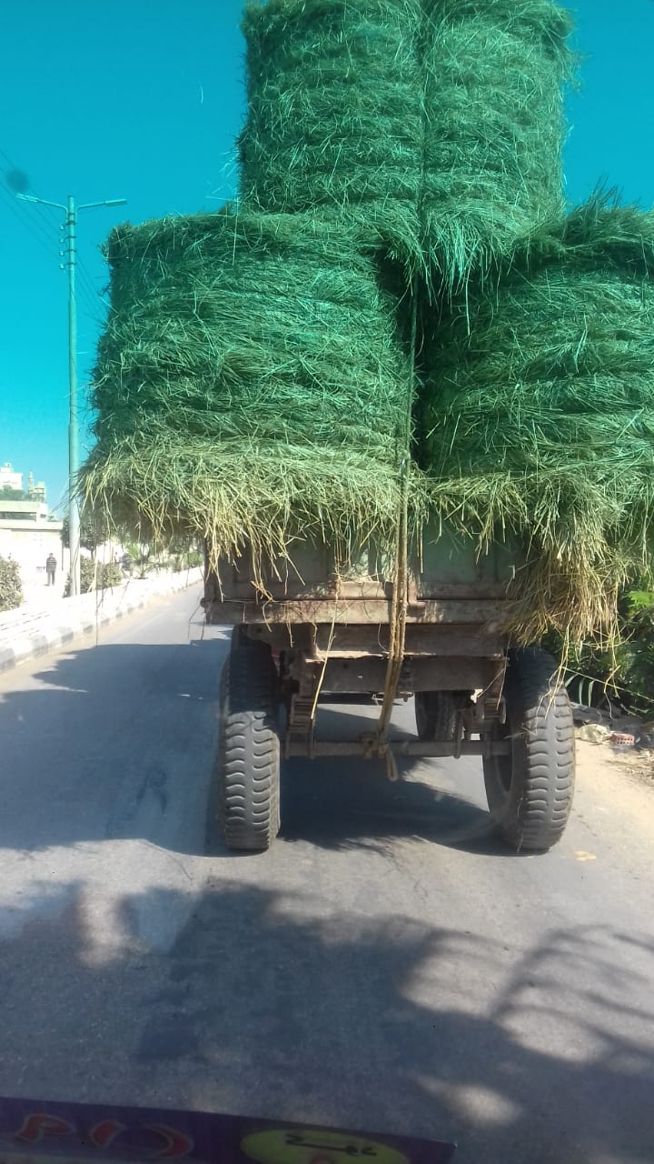الزراعة: جمع وتدوير أكثر من 575 ألف طن قش الأرز 