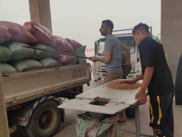 توريد ١٣٥٢ طناً من محصول القمح إلى صوامع المنيا