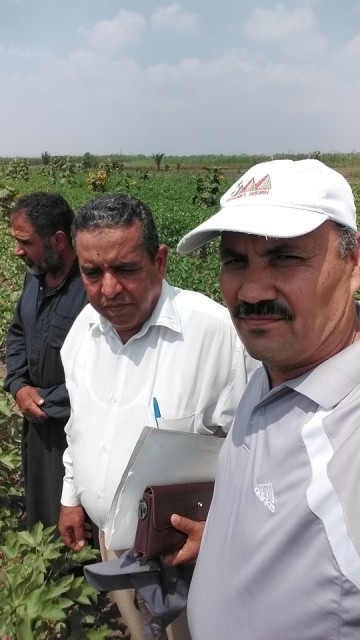 مكافحة حقلية  للذهب الأبيض شرق الإسماعيلية 