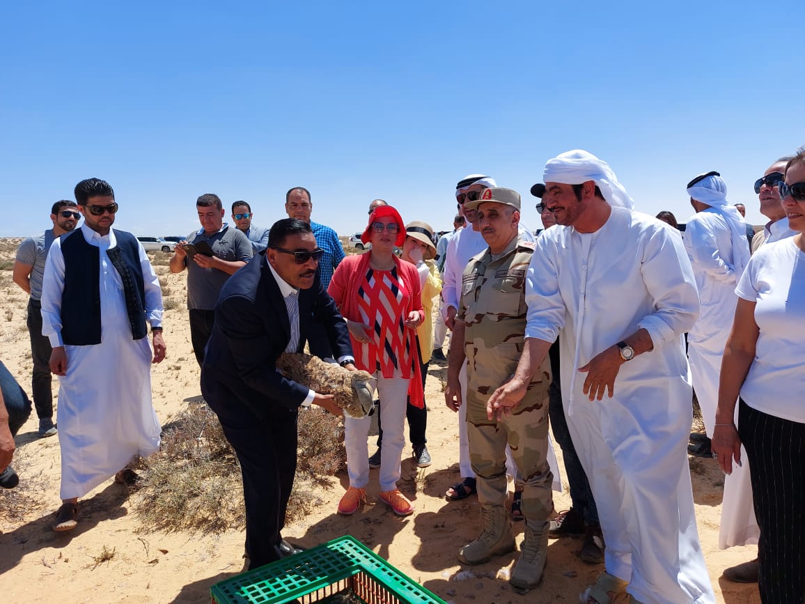 تكريم وزيرة البيئة وإعادة توطين 2000 طائرحبارى فى مصر بتعاون مع الإمارات