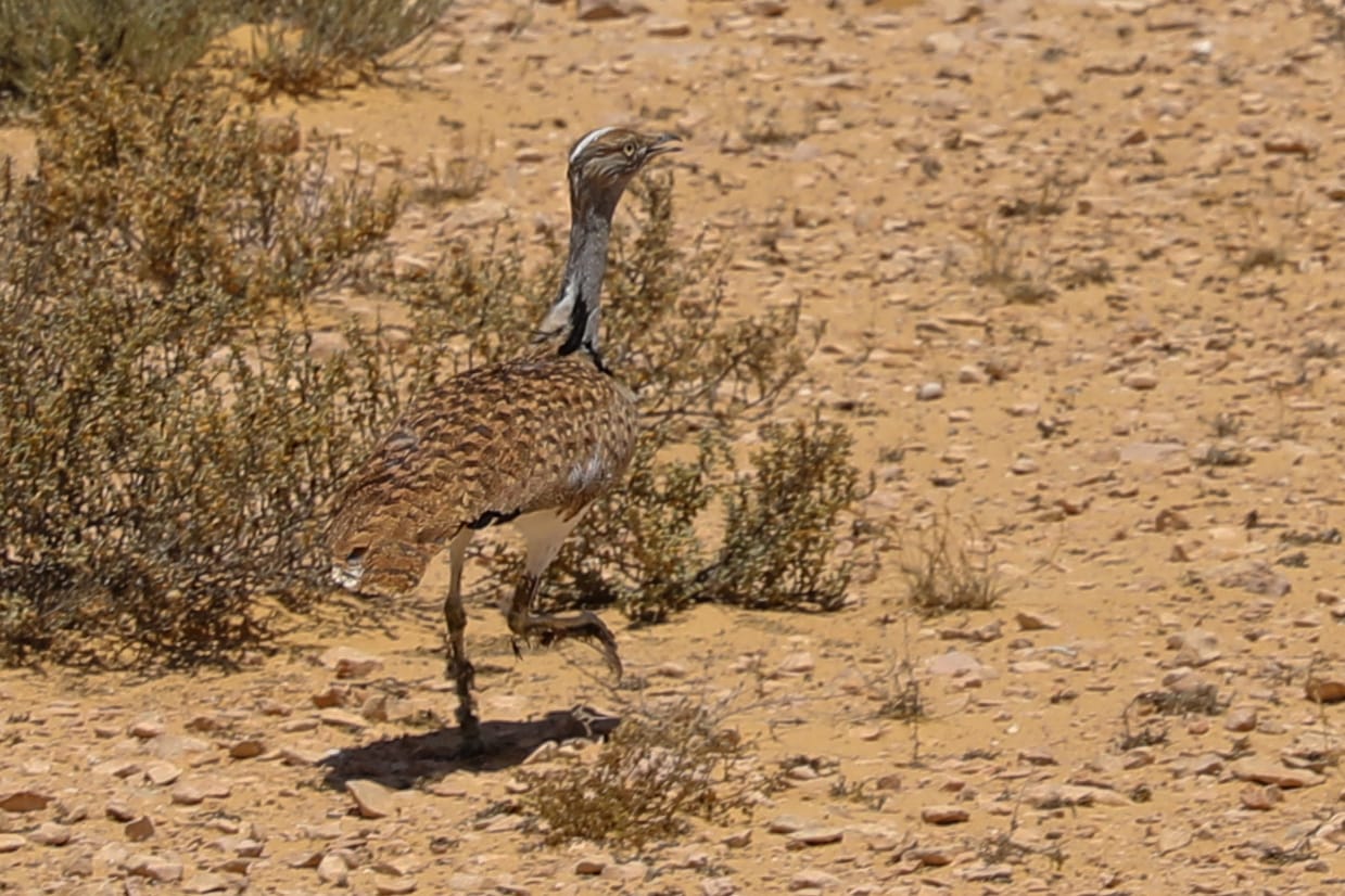 تكريم وزيرة البيئة وإعادة توطين 2000 طائرحبارى فى مصر بتعاون مع الإمارات
