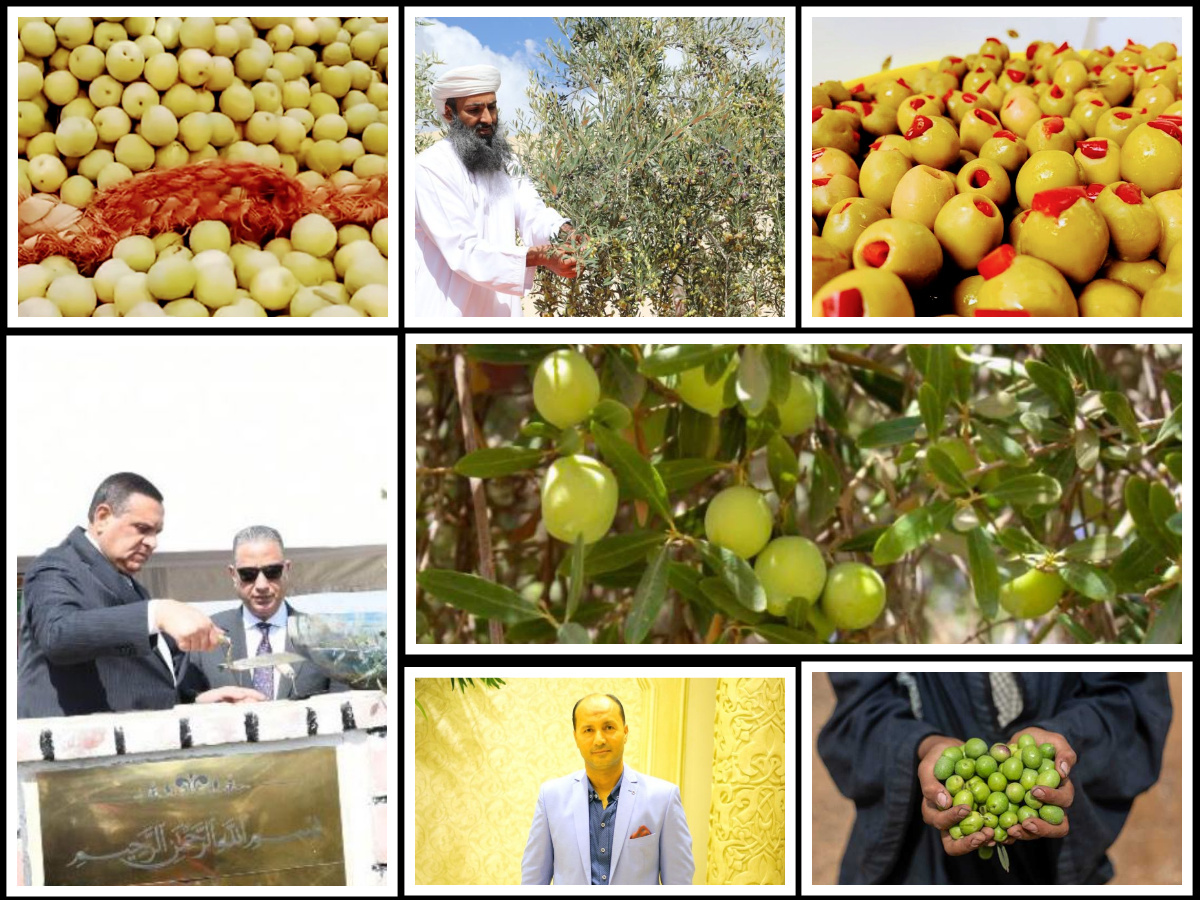 مصر رقم 1 عالميا في انتاج الزيتون