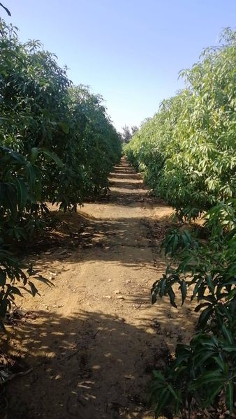  وزير الري يتفقد التجربه الخاصة بزراعة الاراضى الملحية باستخدام مياه الصرف الزراعى عالية الملوحه بالسويس