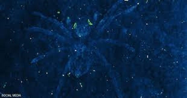  العناكب تعتمد على عينها اللامعة لأجل الصيد