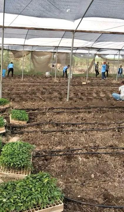 130 مدرسة ثانوية فنية زراعية تطبق مشروع رأس دائم