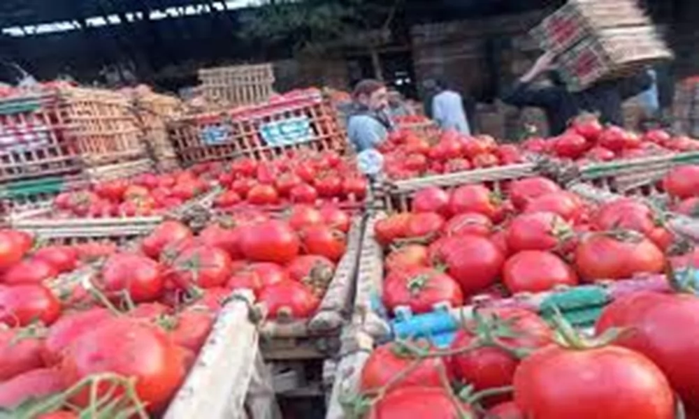 ارتفاع أسعار الطماطم في سوق العبور 