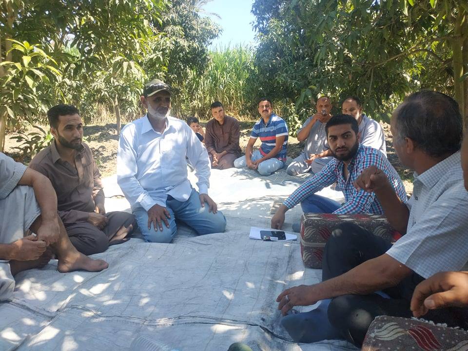 زراعة الإسماعيلية تكافح عفن المانجو في ندوة حقلية ..صور