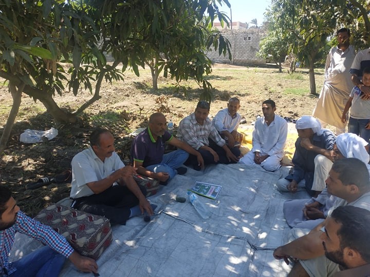 زراعة الإسماعيلية تكافح عفن المانجو في ندوة حقلية ..صور