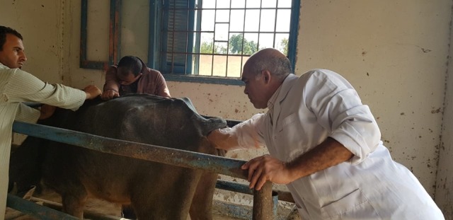 قافلة بيطرية مجانية لصغار المربين في الإسماعيلية ..صور